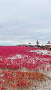 红海滩(辽宁5A级景区)