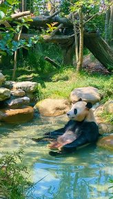 大熊猫繁育研究基地(四川4A级景区)